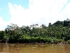 090709_sepahua_atalaya22.jpg