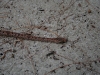 090814_ngemelis22.jpg