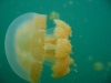 090819_jellyfish_lake01.jpg