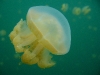 090819_jellyfish_lake02.jpg