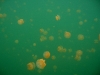 090819_jellyfish_lake03.jpg