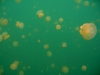 090819_jellyfish_lake04.jpg