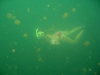 090819_jellyfish_lake08.jpg