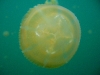 090819_jellyfish_lake10.jpg