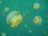 090819_jellyfish_lake13.jpg