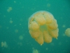 090819_jellyfish_lake15.jpg