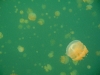 090819_jellyfish_lake16.jpg