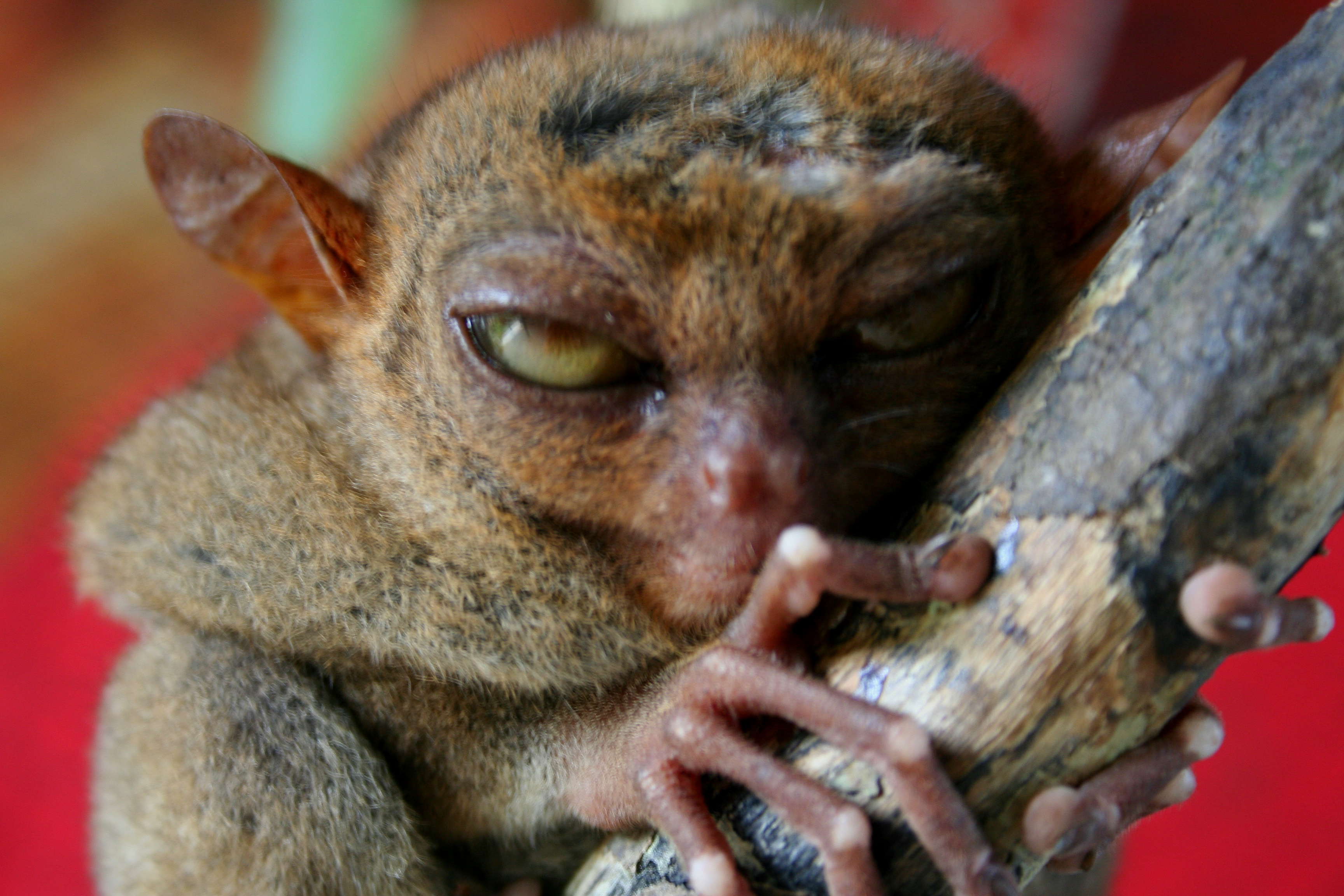 Tarsier