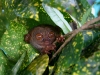 091017_tarsier02.jpg