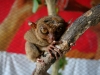 091017_tarsier04.jpg