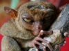 091017_tarsier05.jpg