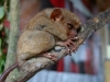 091017_tarsier07.jpg