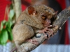 091017_tarsier08.jpg