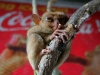 091017_tarsier09.jpg