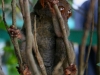 091017_tarsier11.jpg