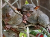 091017_tarsier16.jpg