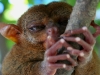 091017_tarsier18.jpg