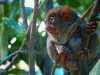 091017_tarsier20.jpg