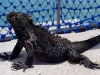 101005_galapagoshx504