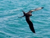 101005_galapagoshx508