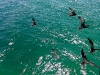 101005_galapagoshx509