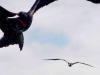 101005_galapagoshx520
