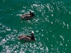 101005_galapagoshx521