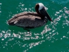 101005_galapagoshx522