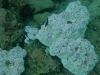 101007_bartholome37
