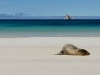 101009_leon_dormido01