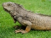 parque_simon_bolivar22