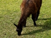 Llama at Ingapirca