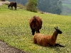 Llama at Ingapirca