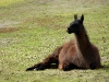 Llama at Ingapirca