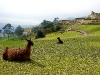 Llama at Ingapirca