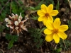 101130_ingapirca27