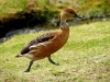 White cheaked Pintail