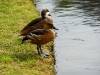 White cheaked Pintail