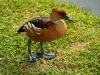 White cheaked Pintail