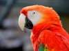 Scarlett macaw