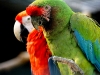 Scarlett macaw