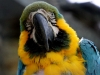 Blue and yellow macaw