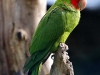 Scarlett fronted parakeet