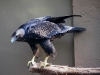 Black chested Buzzard Eagle