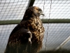 Black chested Buzzard Eagle