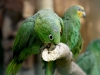 Orange-winged Amazon