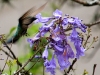 Hummingbird