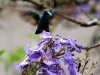 Hummingbird