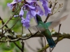 Hummingbird