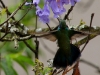 Hummingbird